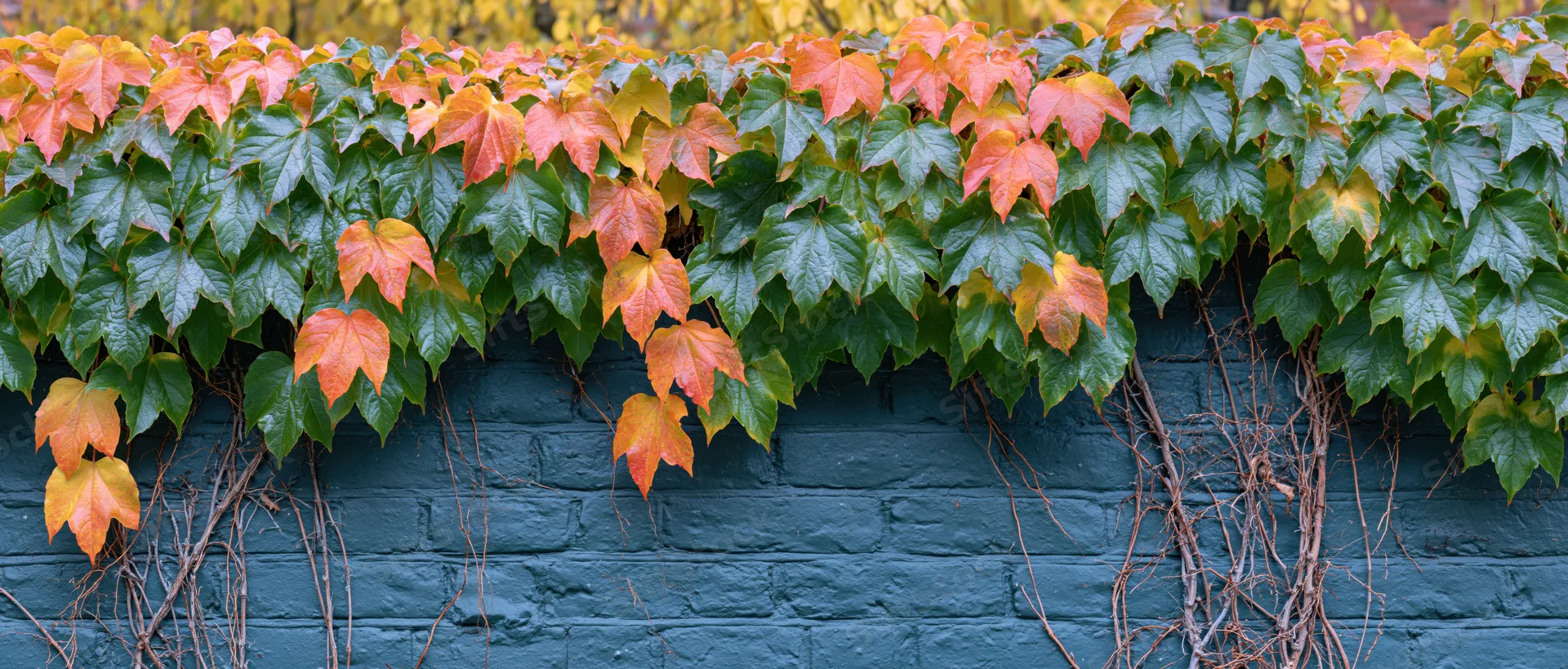 Autumn ivy with green and orange leaves cascading over a dark teal brick wall