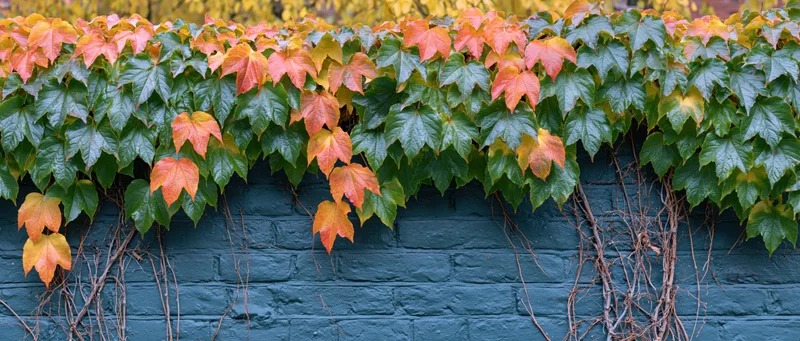 Autumn ivy with green and orange leaves cascading over a dark teal brick wall
