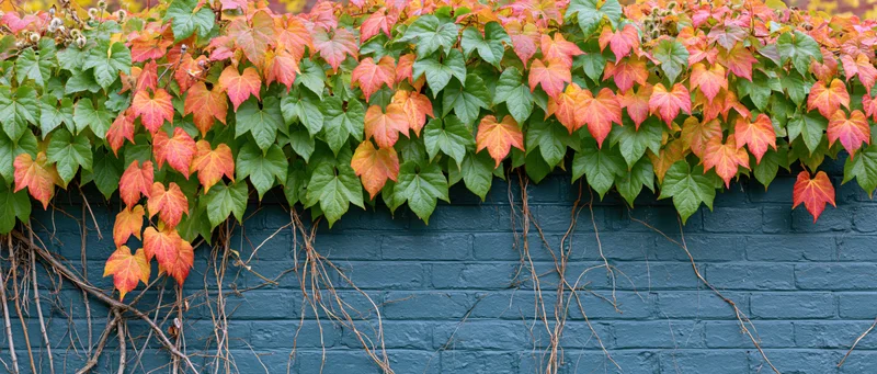 Ivy leaves in autumn colors cascading over a dark teal brick wall