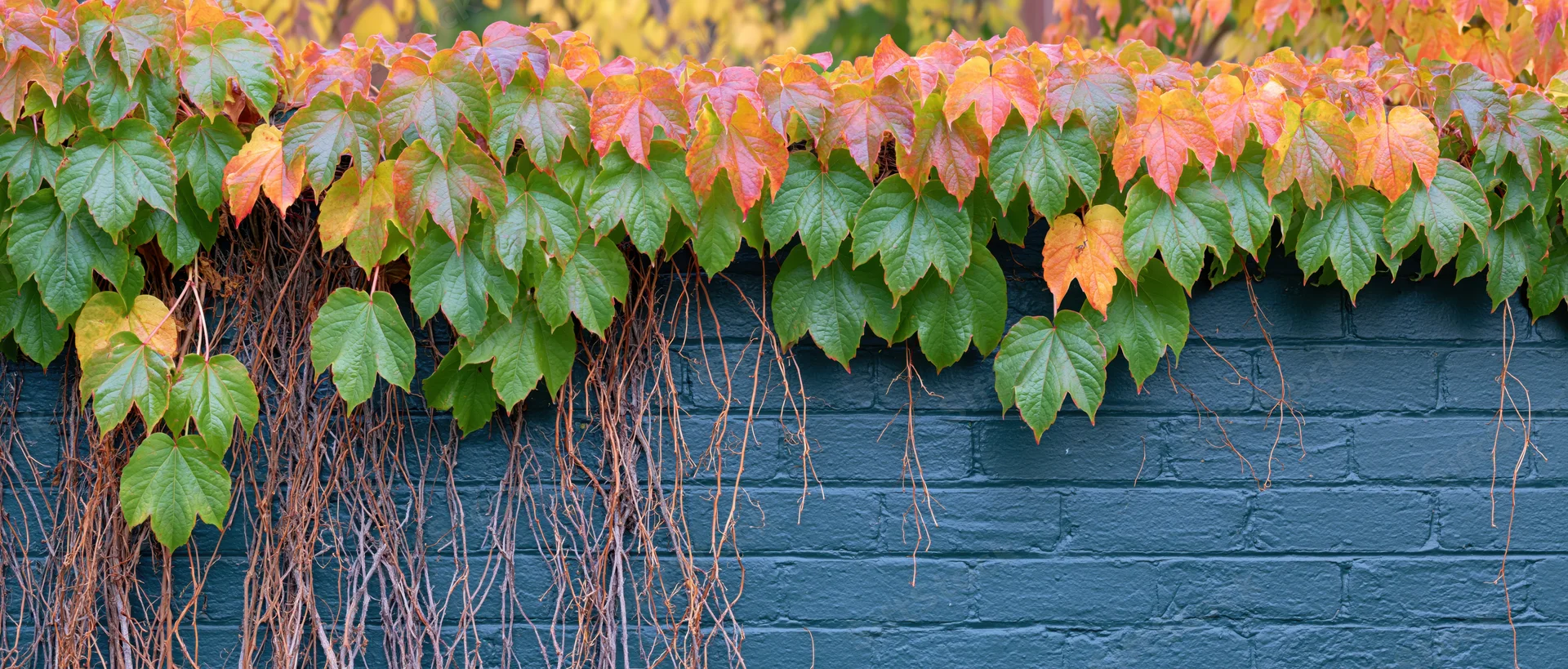 Ivy leaves in autumn colors cascading over a dark teal brick wall