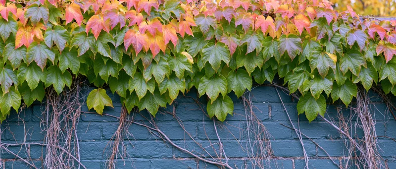 Autumn ivy with green and orange leaves cascading over a dark teal brick wall
