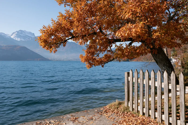 Autumn oak tree with orange leaves overhanging a calm lake beside a wooden fence and mountain backdrop