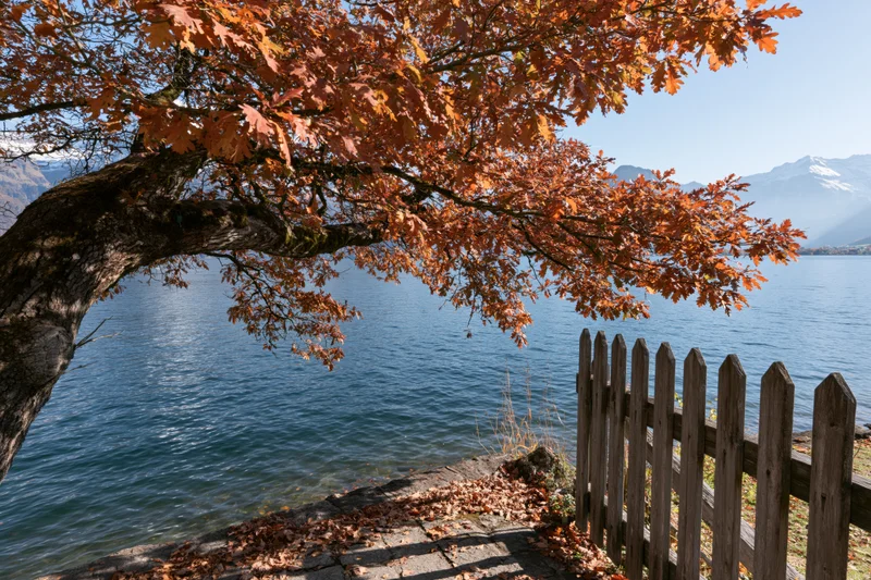Autumn oak tree with orange leaves overhanging a lake beside a wooden fence and stone path