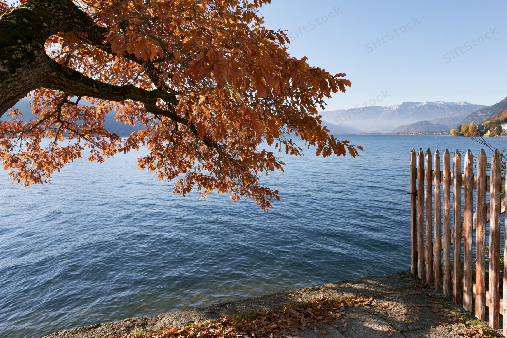 Autumn oak tree with orange leaves overhanging a calm lake beside a wooden fence and rocky shore
