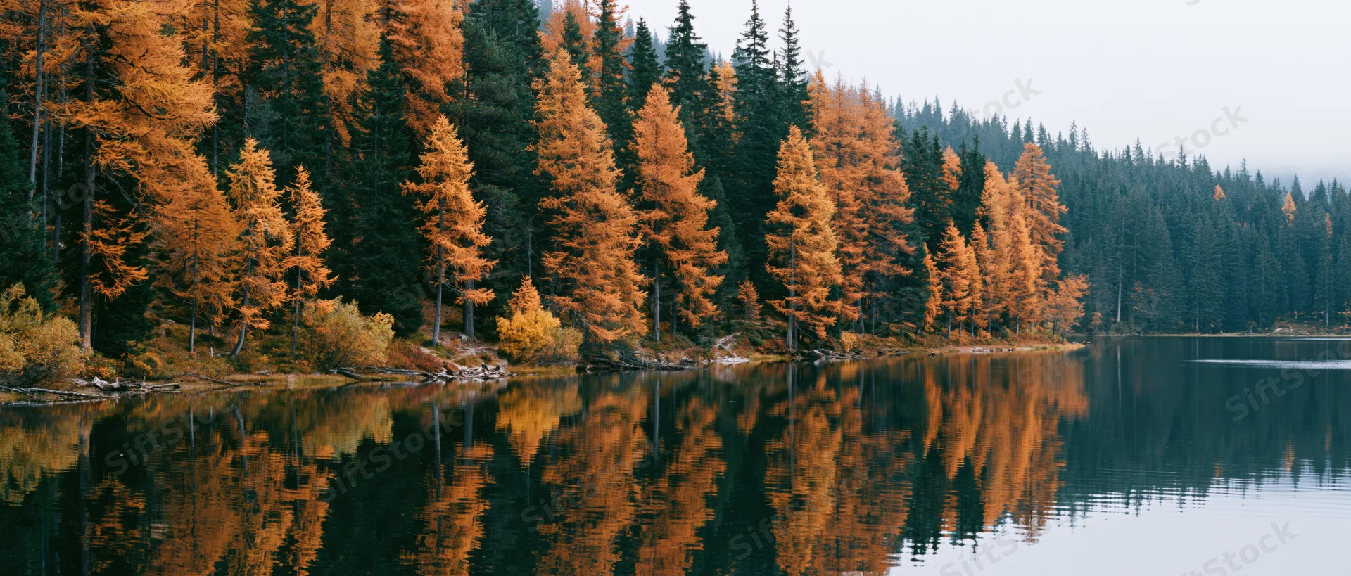 Autumn larch and pine trees reflected in calm alpine lake water