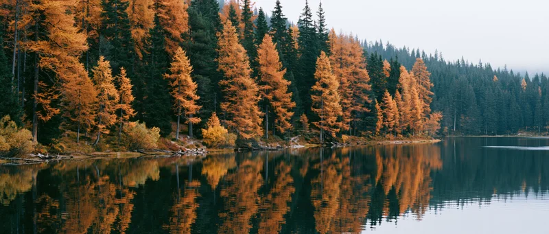Autumn larch and pine trees reflected in calm alpine lake water