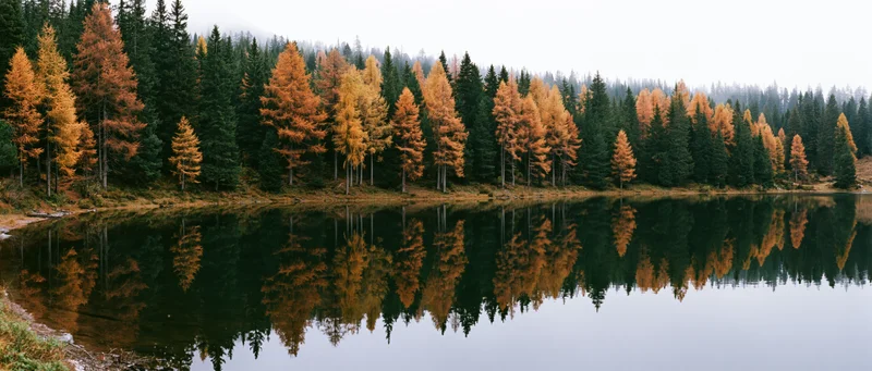 Autumn larch and pine trees reflected in calm alpine lake water