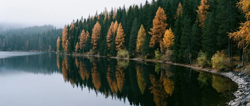 Calm alpine lake reflecting autumn larch and pine trees along the shoreline