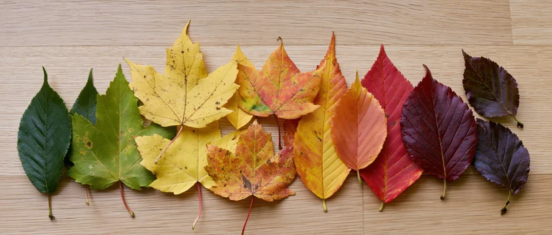 Autumn leaves arranged in a gradient on a light wood surface