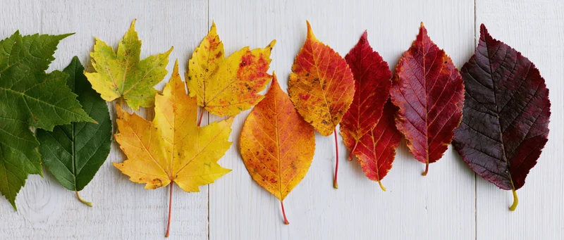 Autumn leaves arranged in a color gradient on a white wooden surface