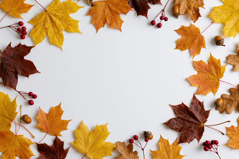 Autumn leaves and berries arranged in a loose border frame on a white background with copyspace