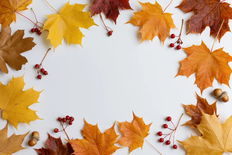 Autumn maple leaves and berries arranged in a loose border frame on a white background with copyspace