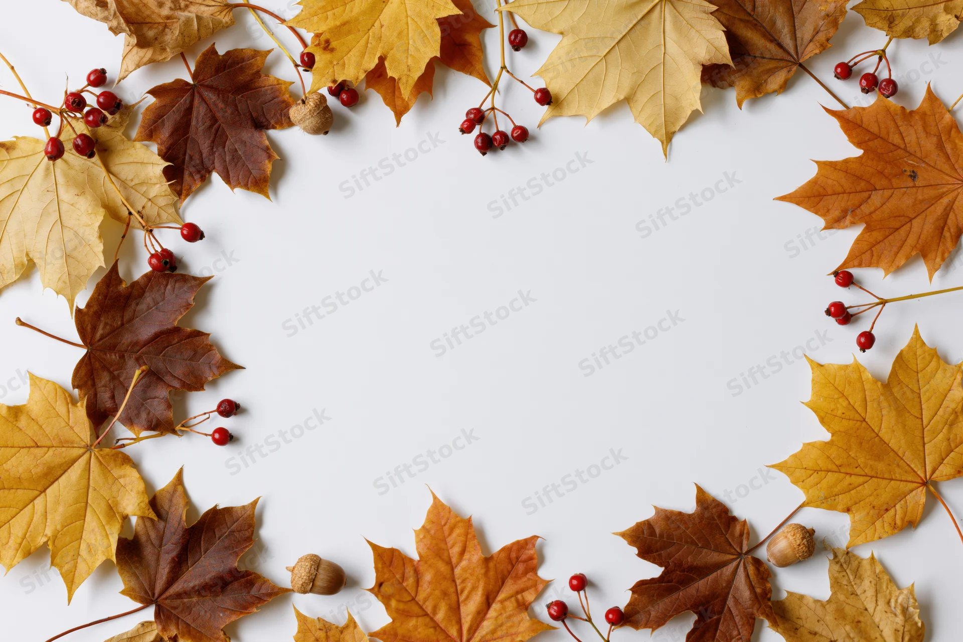 Autumn maple leaves and berries arranged in a loose border frame on white background