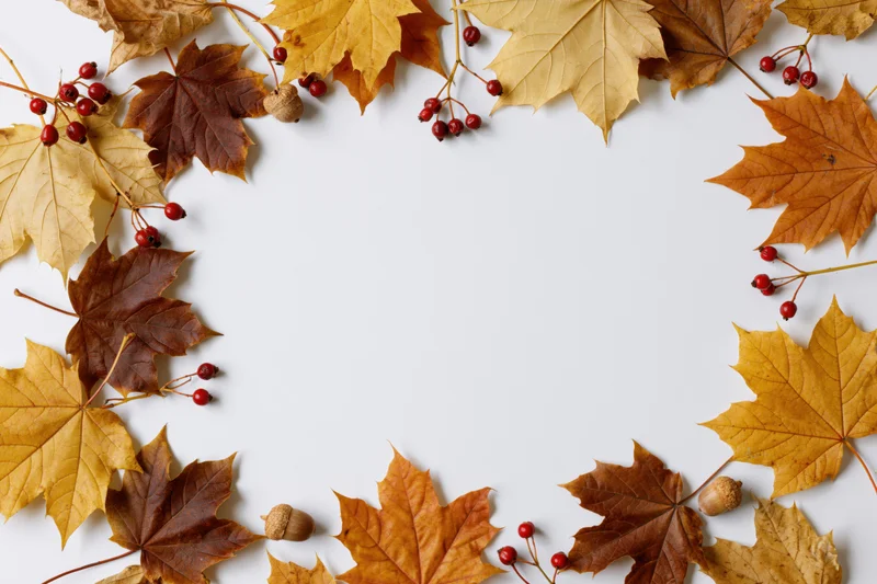 Autumn maple leaves and berries arranged in a loose border frame on white background
