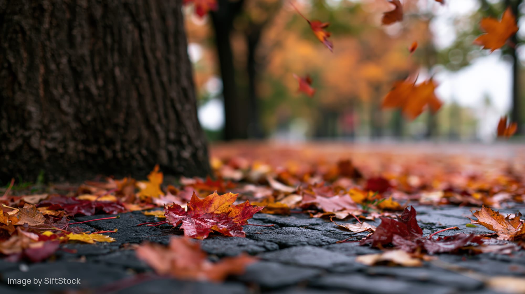 Autumn leaves falling and scattered across wet cobblestone pavement near a tree trunk