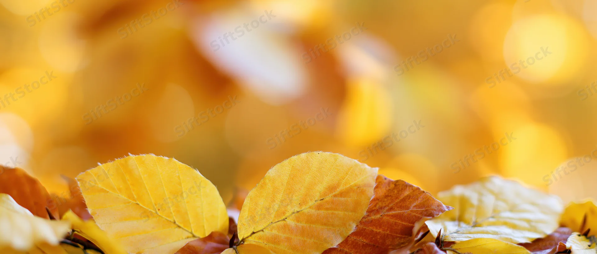 Golden autumn leaves arranged in foreground with blurred warm bokeh background