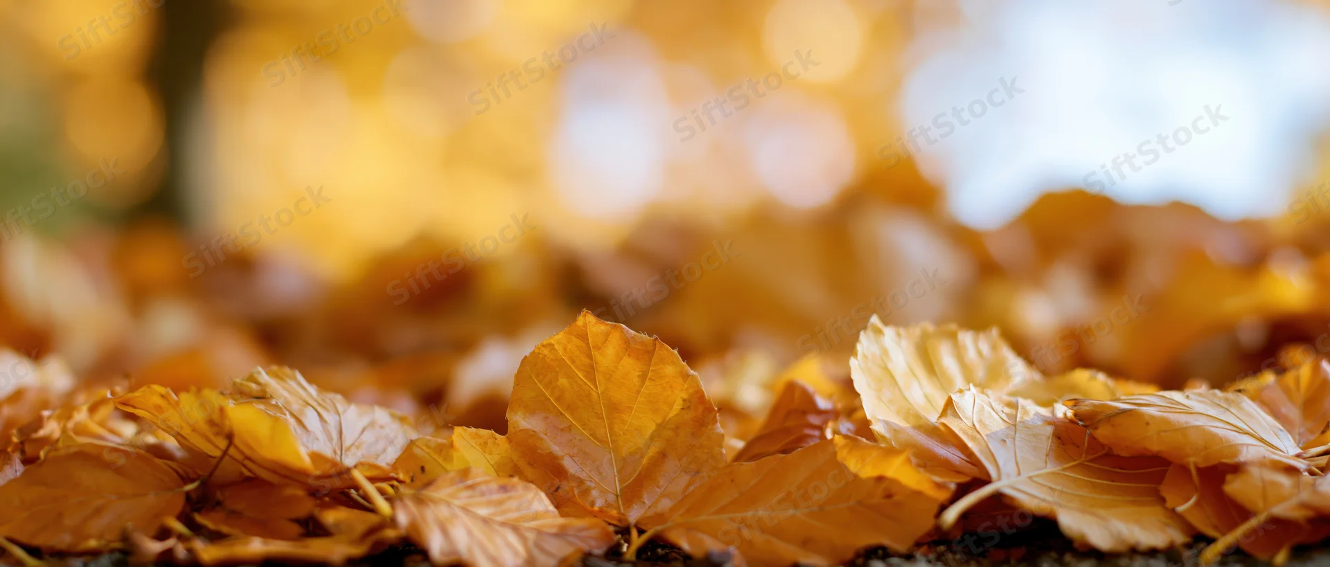 Golden autumn leaves scattered on the ground in a forest setting with soft sunlight and blurred background
