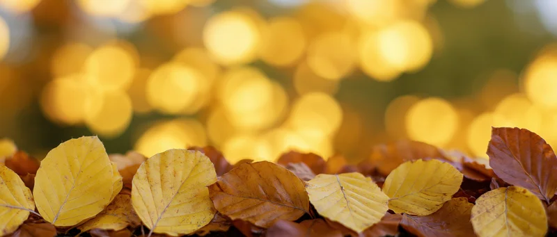 Fallen autumn leaves in golden and amber tones arranged along the ground with blurred bokeh lights in the background