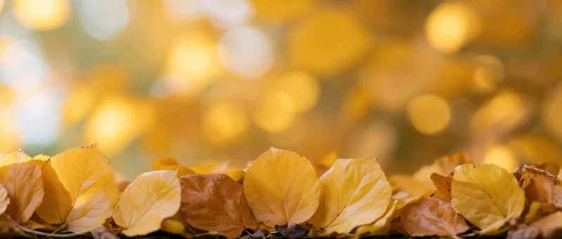 Golden autumn leaves scattered along the ground with blurred foliage in the background