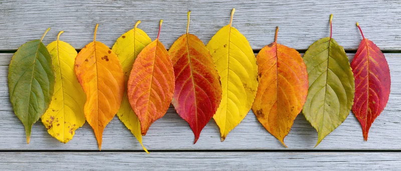 Autumn leaves arranged in a row on a gray wooden surface