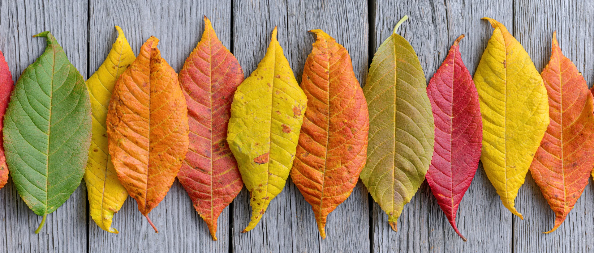 Colorful autumn leaves arranged in a row on a weathered wooden deck