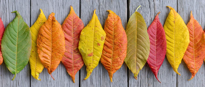 Colorful autumn leaves arranged in a row on a weathered wooden deck