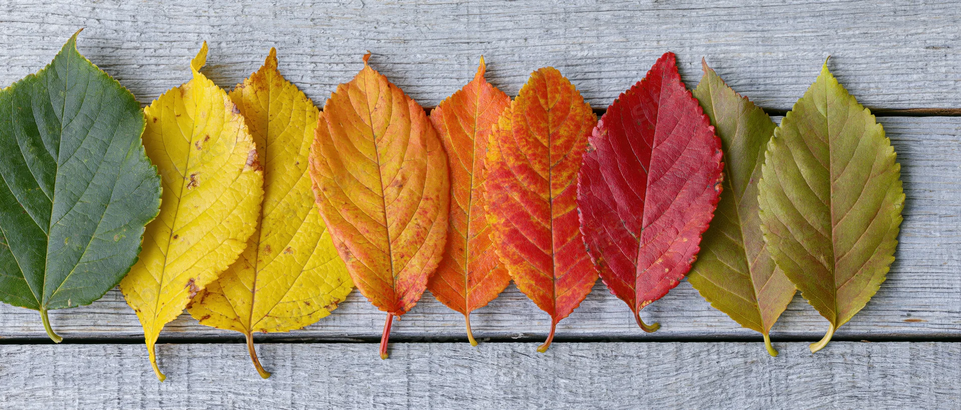Autumn leaves arranged in a row on a wooden surface