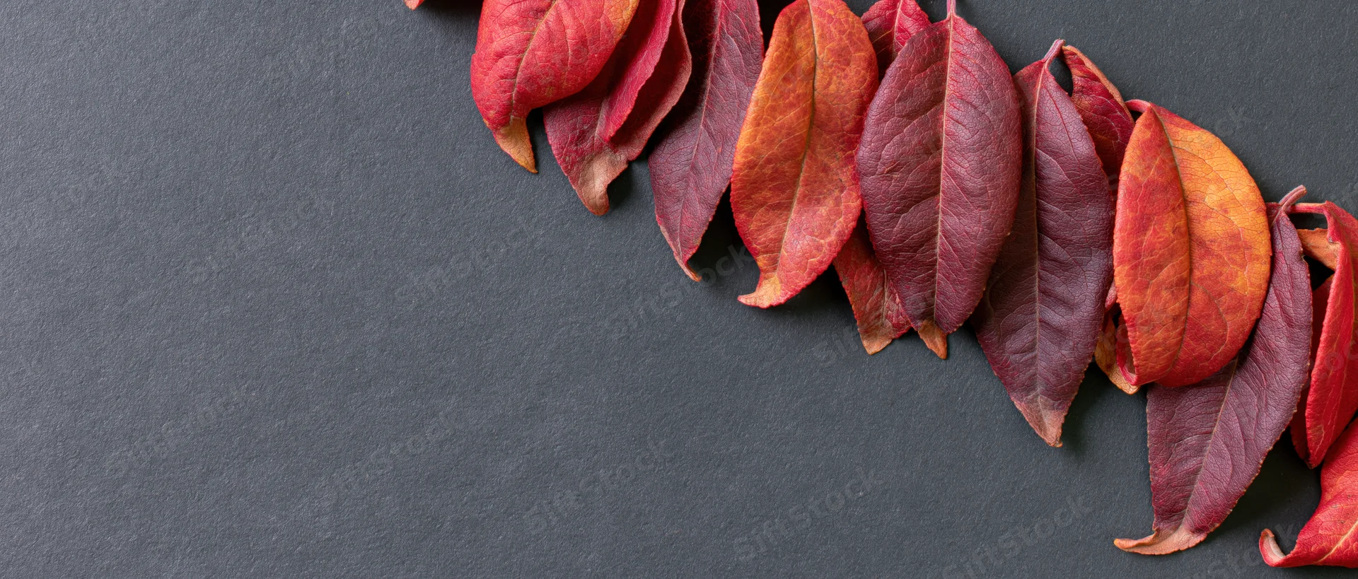 Autumn leaves in red orange and deep crimson arranged along the top right corner of a dark gray surface