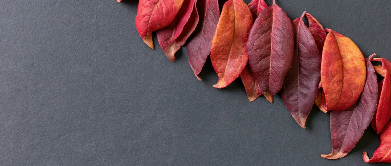 Autumn leaves in red orange and deep crimson arranged along the top right corner of a dark gray surface