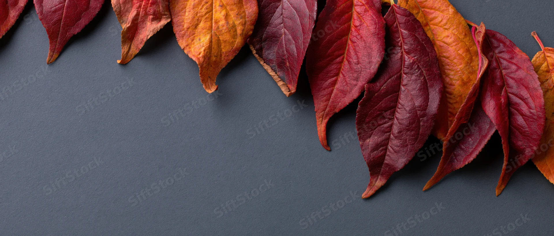 Autumn leaves in red orange and deep crimson arranged along the top edge of a dark gray surface with copyspace below