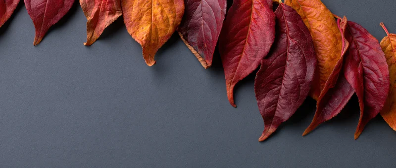 Autumn leaves in red orange and deep crimson arranged along the top edge of a dark gray surface with copyspace below