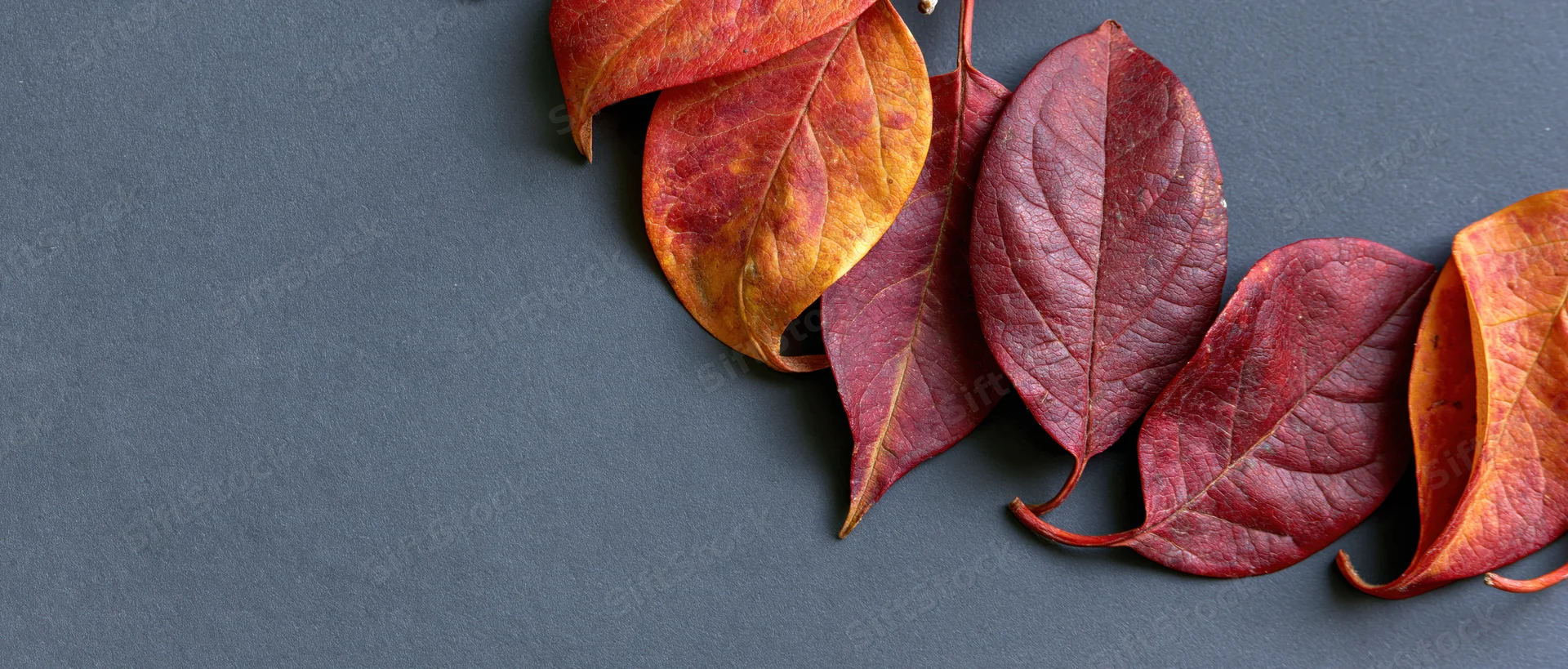 Autumn leaves in red orange and deep crimson arranged in a diagonal line on dark gray surface with copyspace