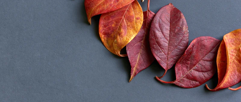 Autumn leaves in red orange and deep crimson arranged in a diagonal line on dark gray surface with copyspace