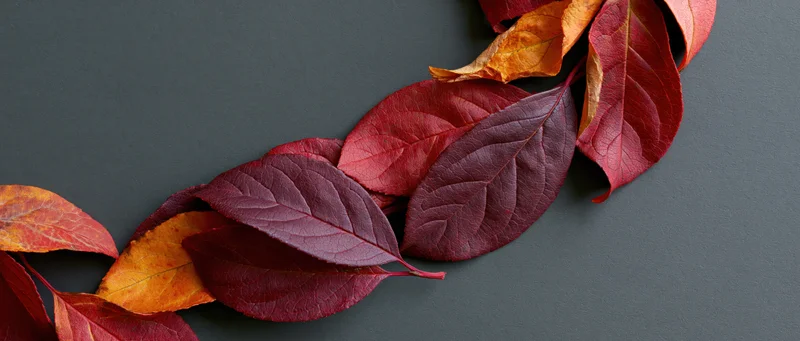Autumn leaves in red orange and deep crimson arranged in a diagonal line on dark surface with copyspace