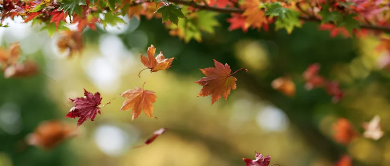 Maple leaves falling and floating in autumn air with blurred green foliage background