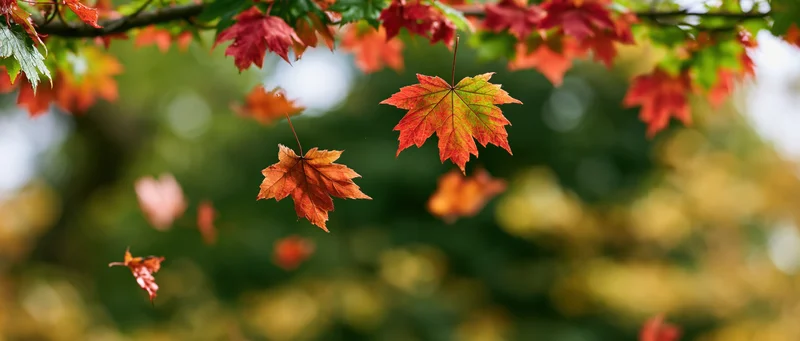 Autumn leaves in red orange and green falling midair
