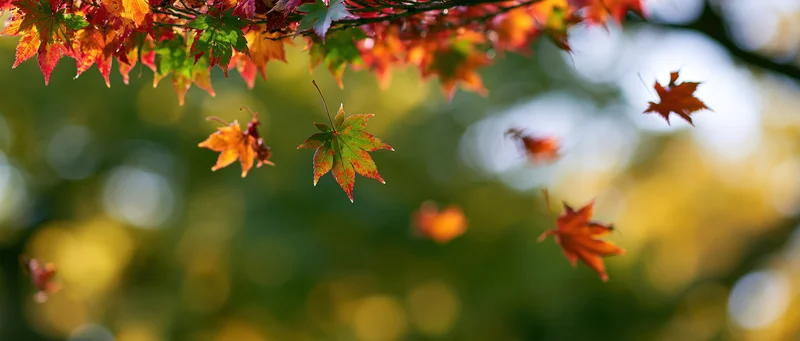 Maple leaves falling and floating in autumn light with blurred green background