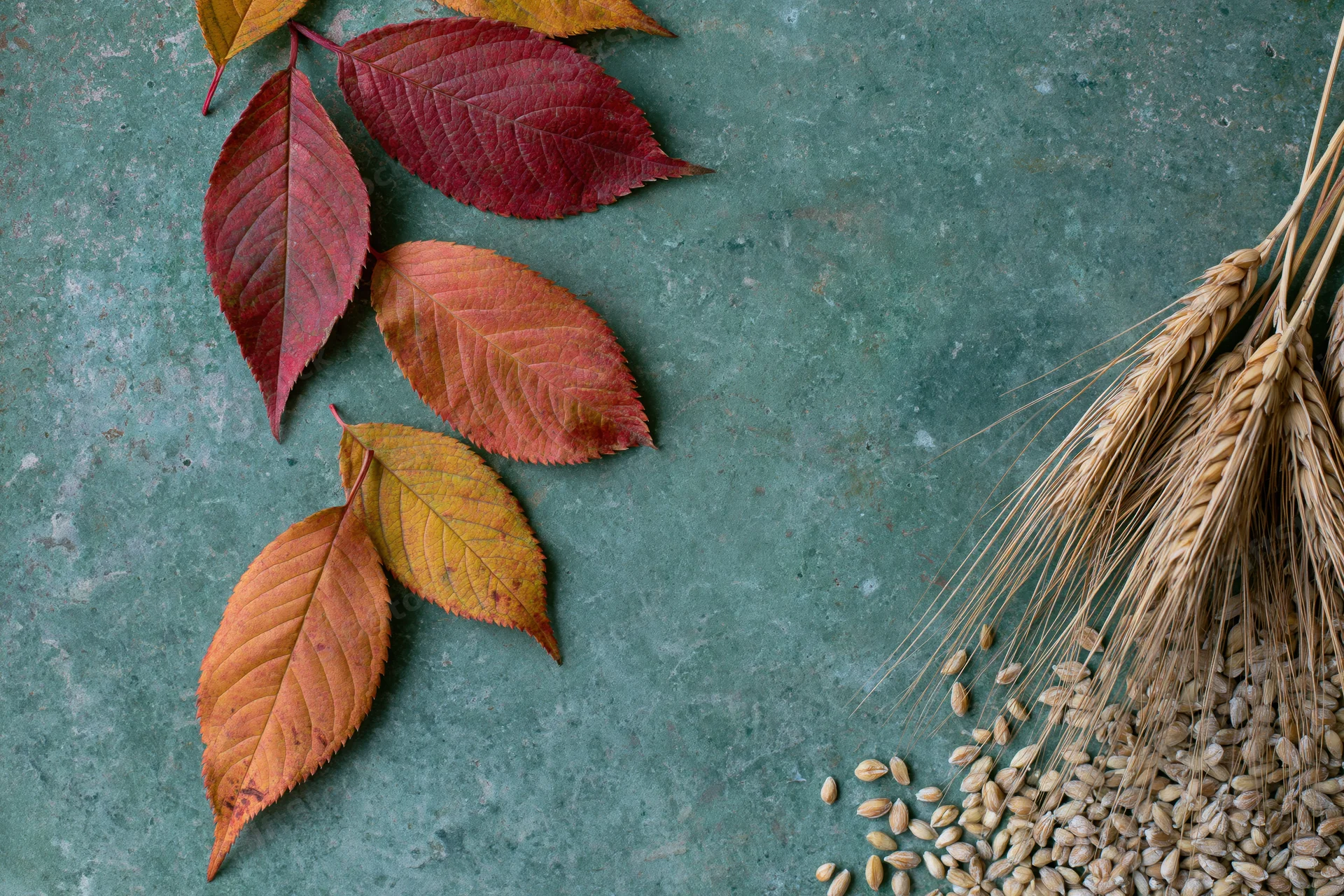 Autumn leaves and wheat stalks arranged on a textured stone surface with copyspace
