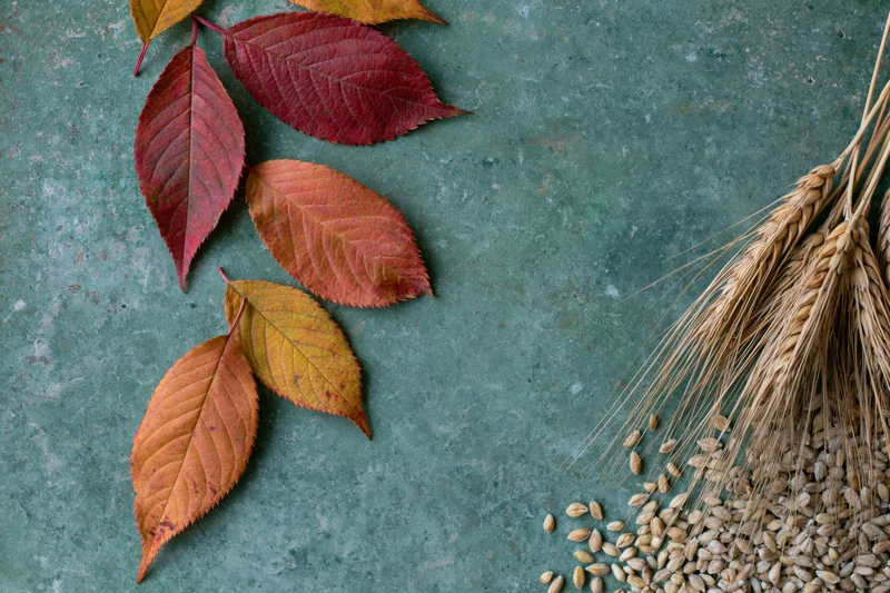 Autumn leaves and wheat stalks arranged on a textured stone surface with copyspace