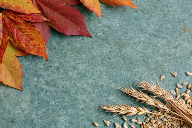 Autumn leaves and wheat stalks arranged on a textured teal surface with copyspace