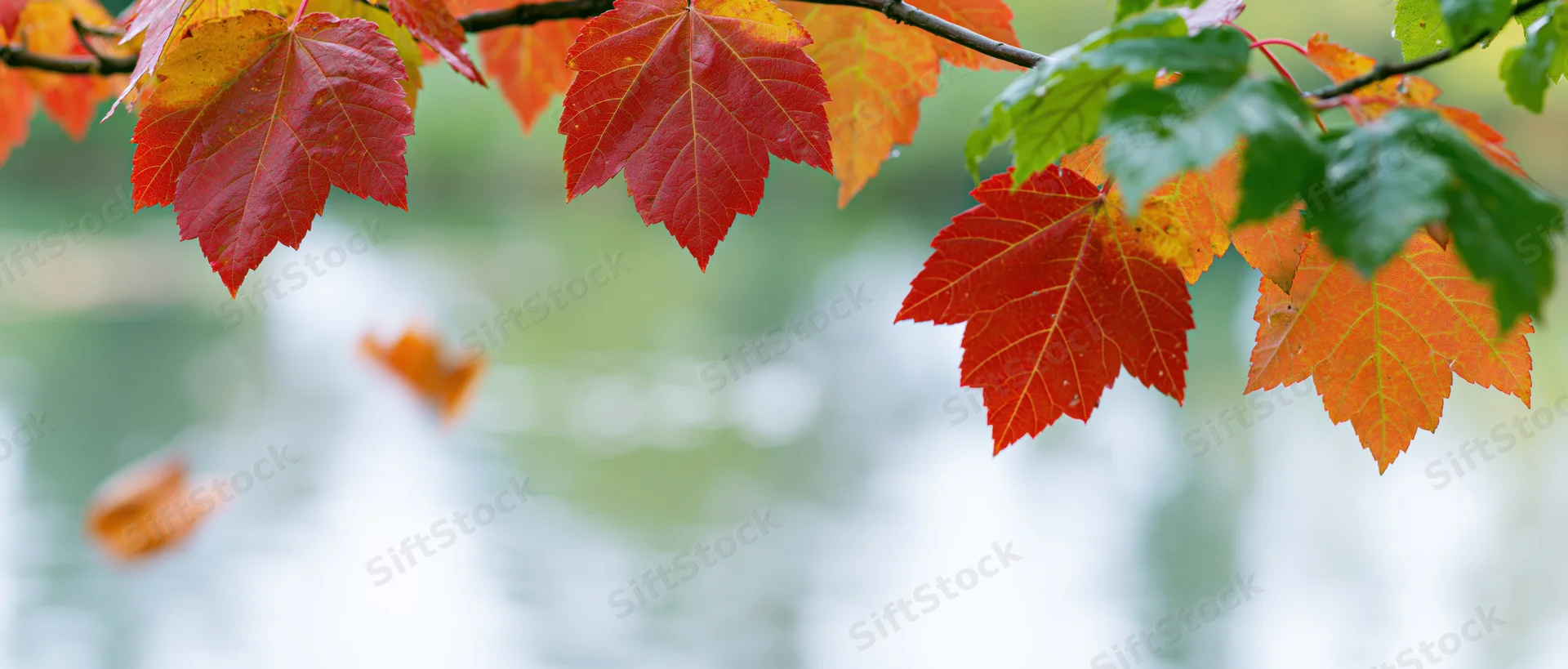 Autumn maple leaves in red orange and yellow hanging from a branch over a blurred water background