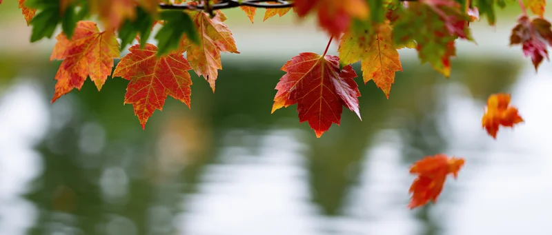 Maple leaves in red orange and yellow hanging from a branch over water