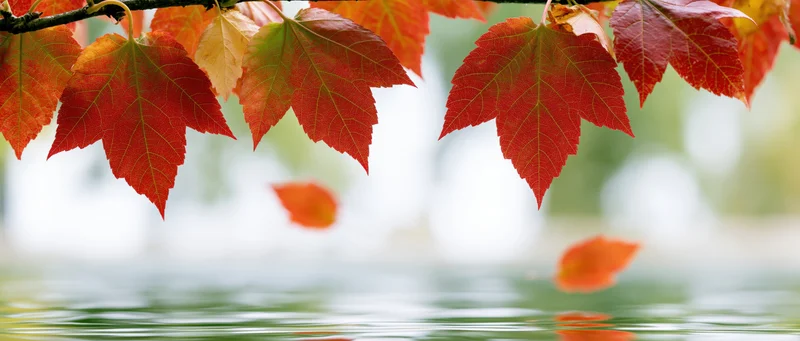 Red and orange maple leaves hanging from a branch above rippling water with reflections