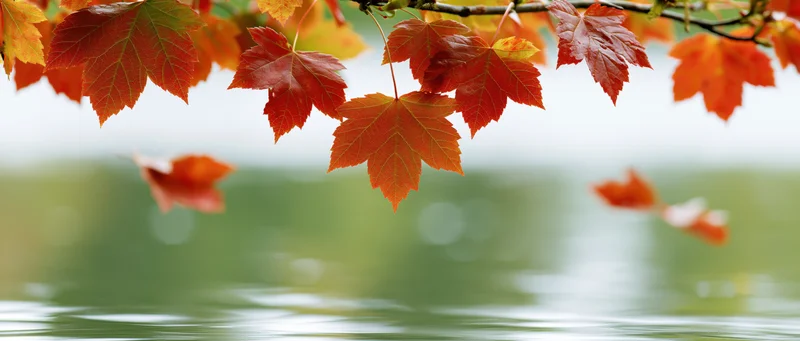 Red and orange maple leaves hanging from a branch above rippling water