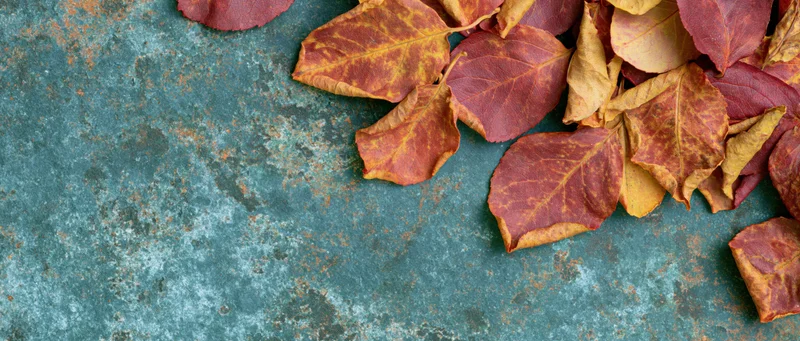 Dried autumn leaves scattered on a textured teal surface with copyspace on the left