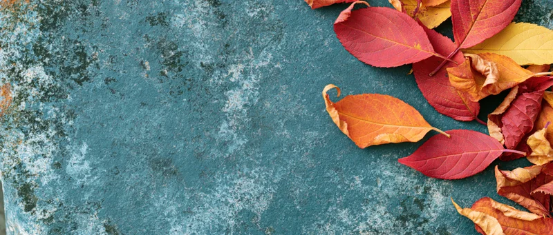 Autumn leaves scattered along the right edge of a weathered blue surface