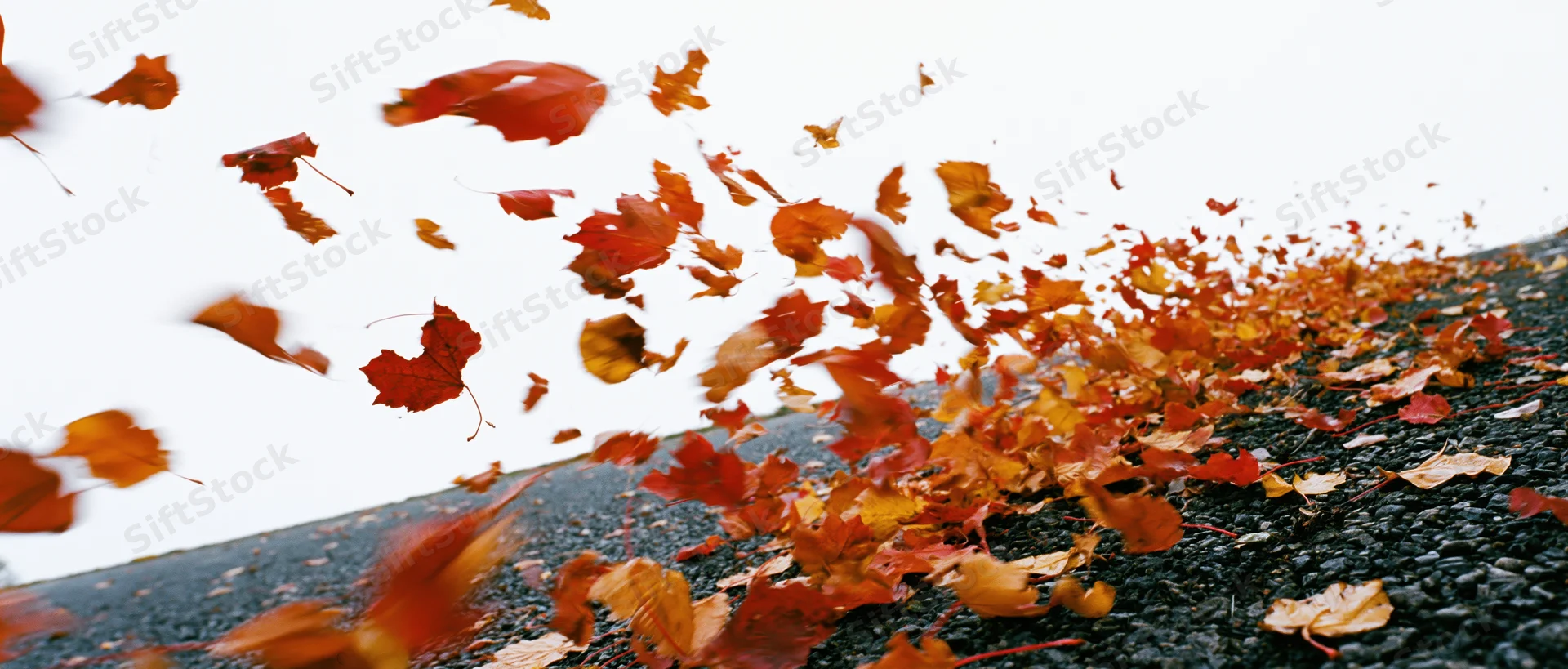 Autumn leaves swirling in wind over pavement