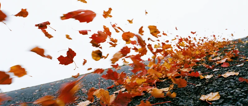 Autumn leaves swirling in wind over pavement
