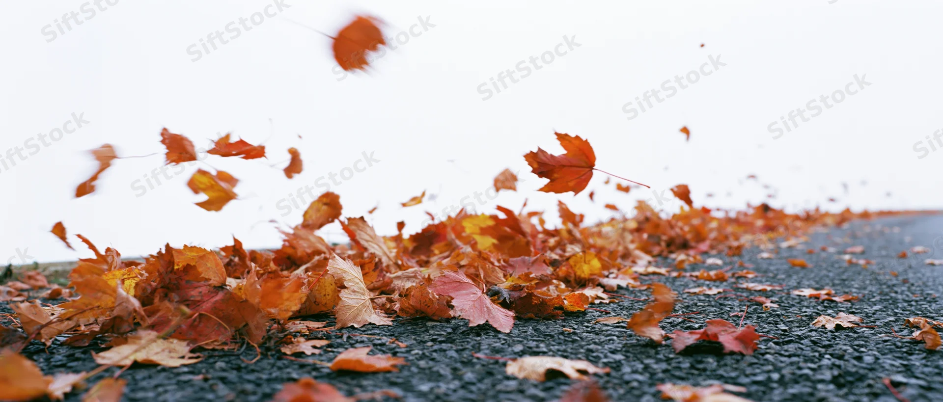 Swirling autumn leaves in red orange and yellow scattered across wet pavement under overcast sky
