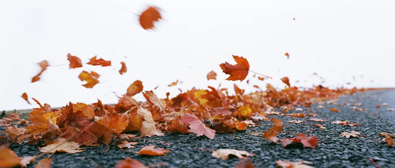 Swirling autumn leaves in red orange and yellow scattered across wet pavement under overcast sky